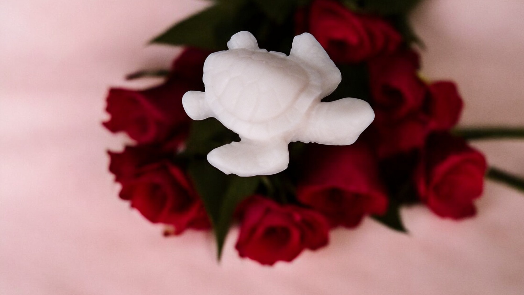 (image for) Schildpadje Zeepje