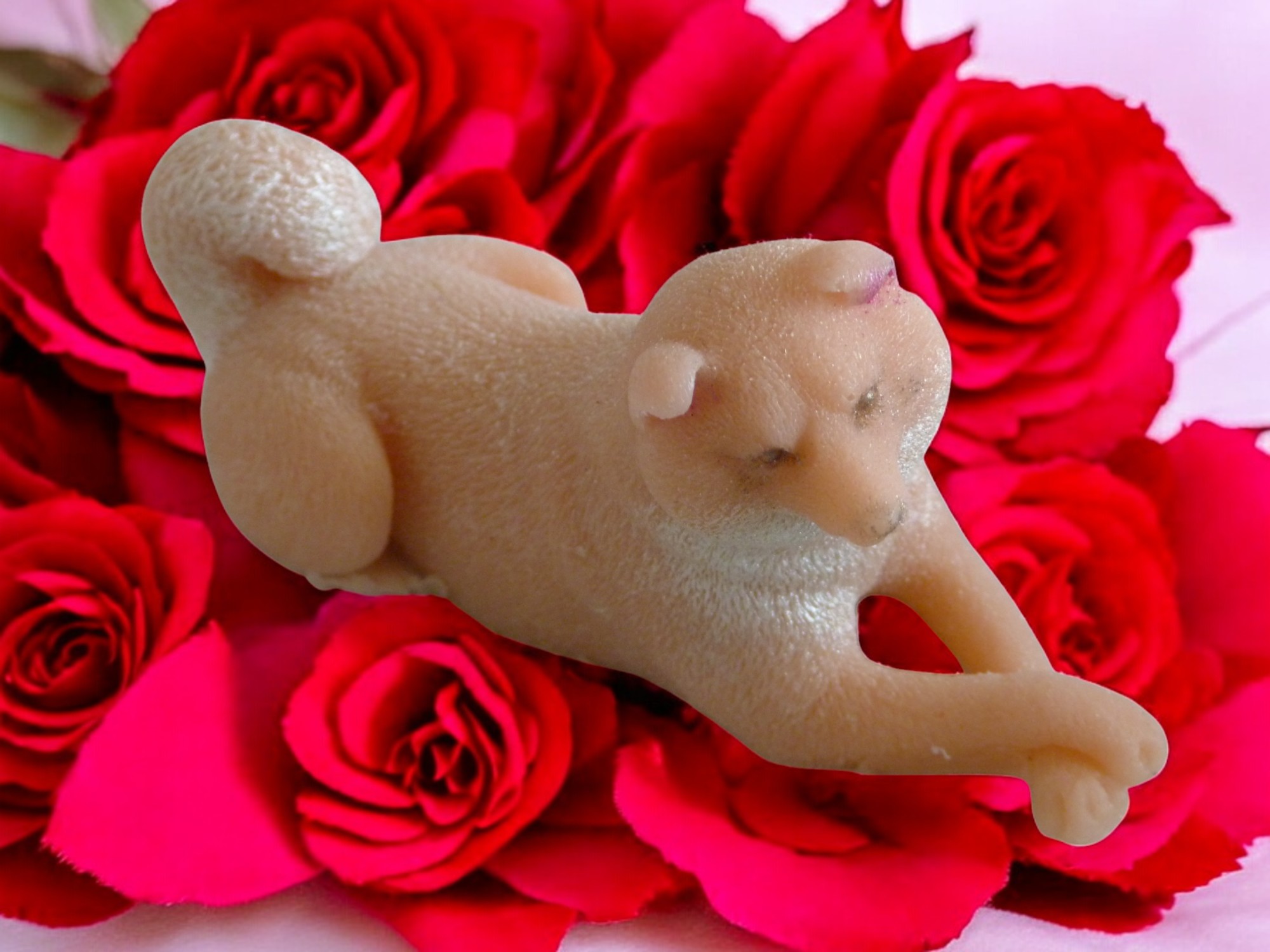 (image for) Shiba Zeepje met Mica