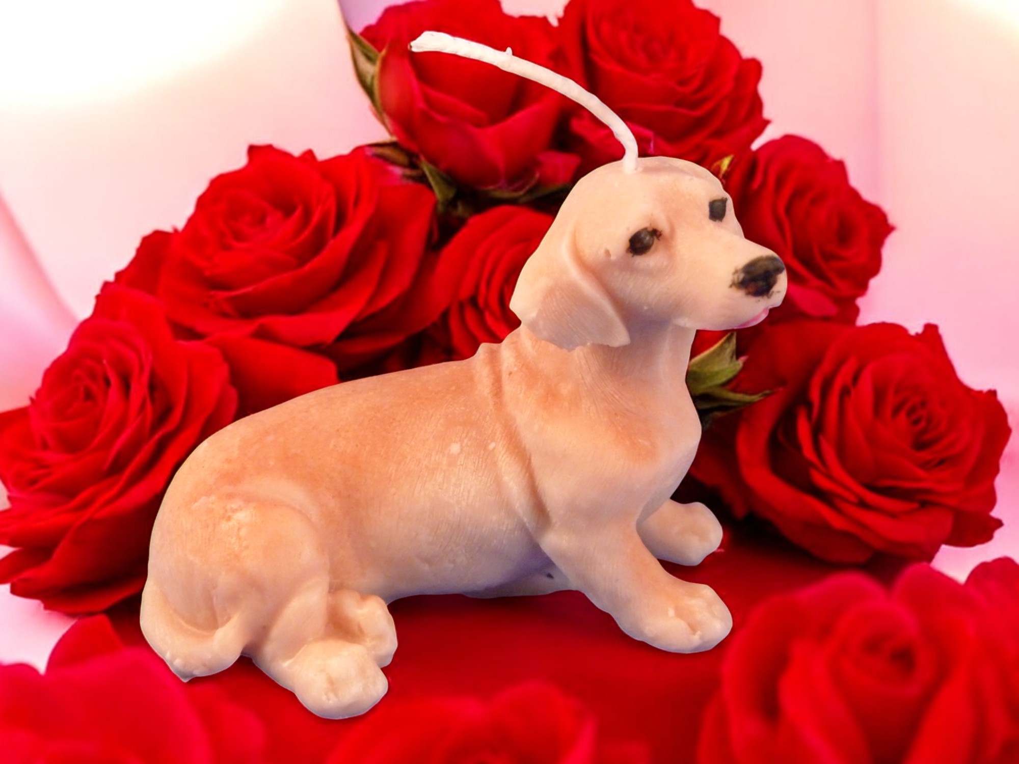 (image for) Teckel Kaars