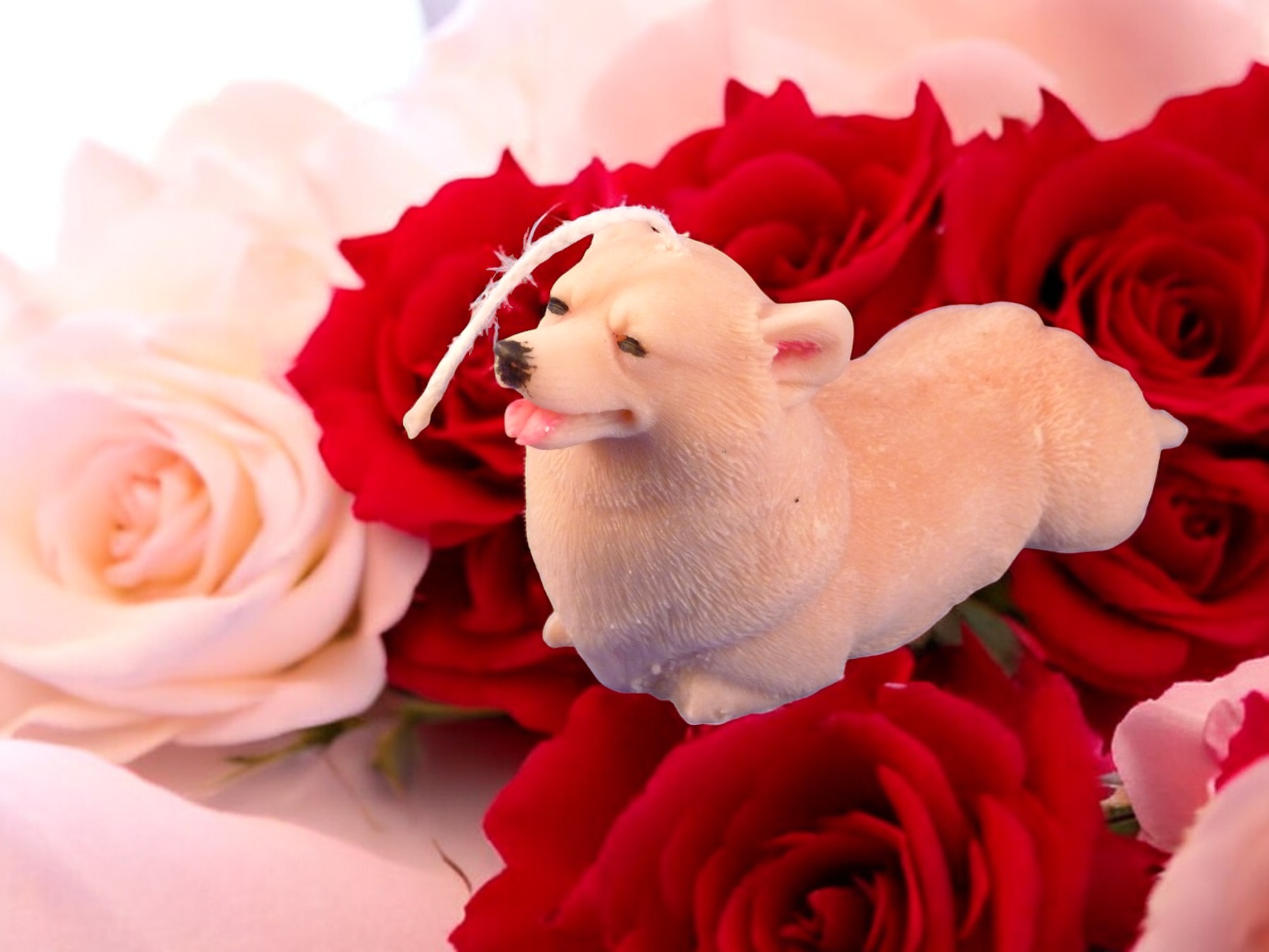 (image for) Corgi Kaars