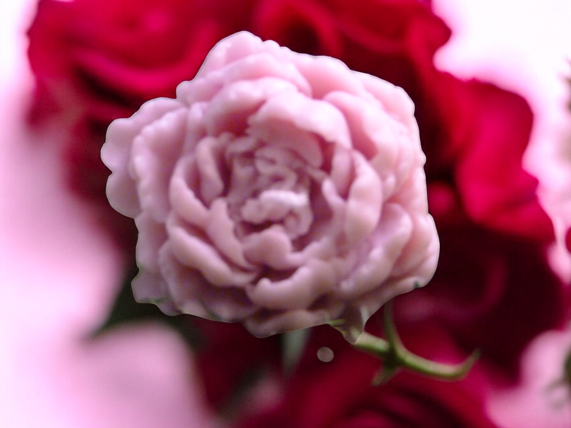 (image for) Grote Pioenroos Kaars