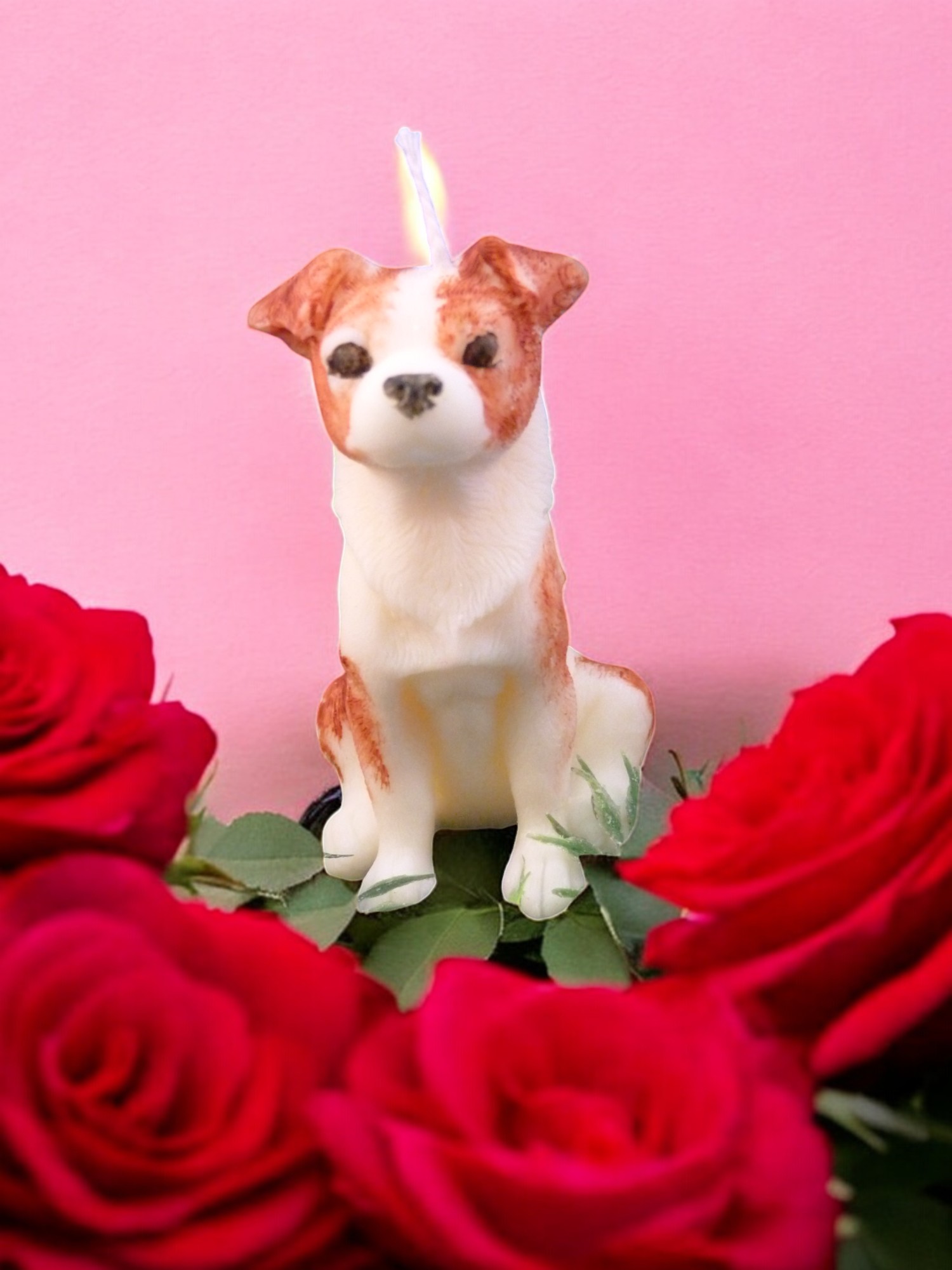 Jackrussellterriër Kaars Klein (image for) Jackrussellterriër Kaars Klein