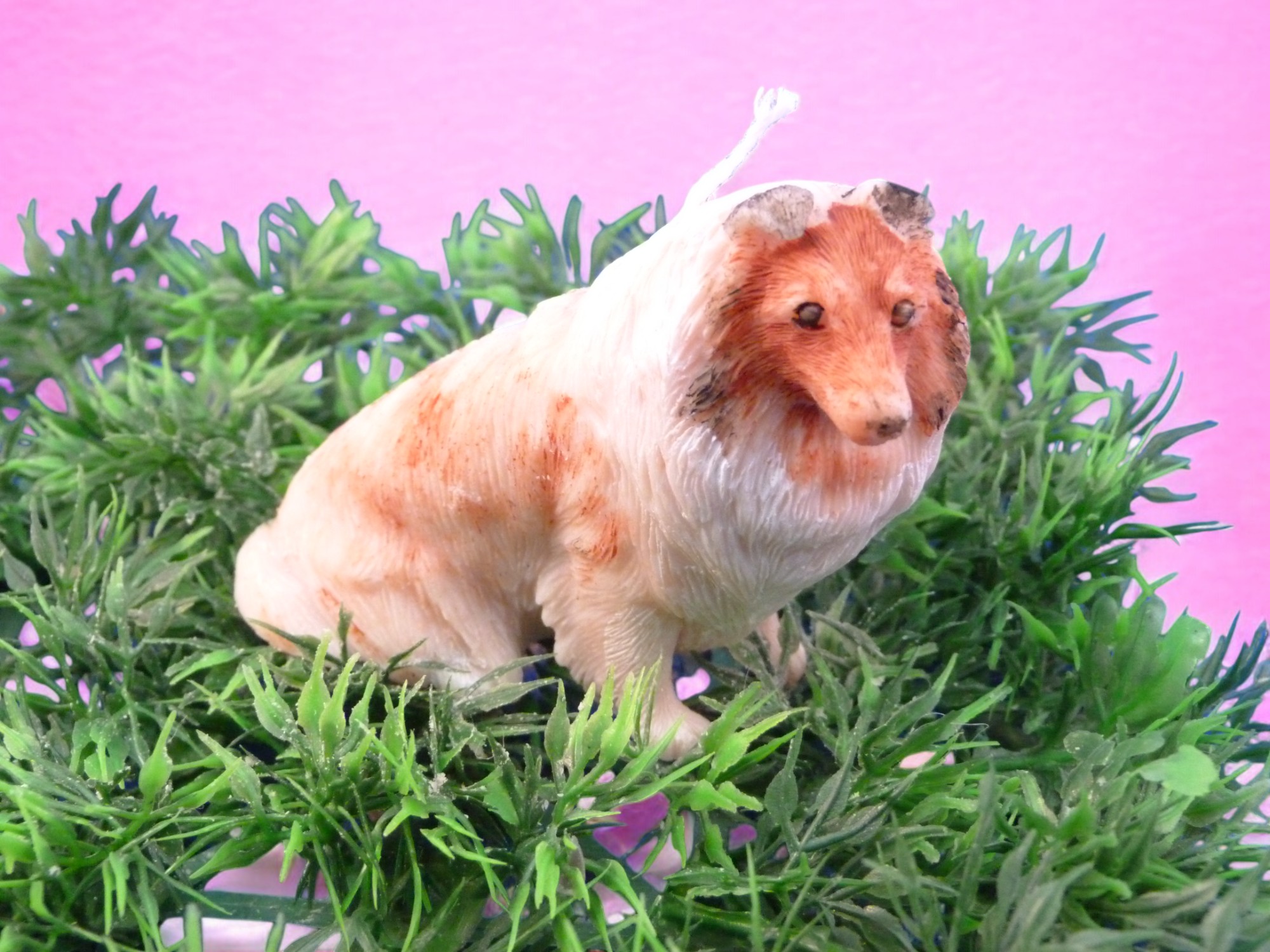 Schotse herdershond (Collie) Kaars Groot (image for) Schotse herdershond (Collie) Kaars Groot