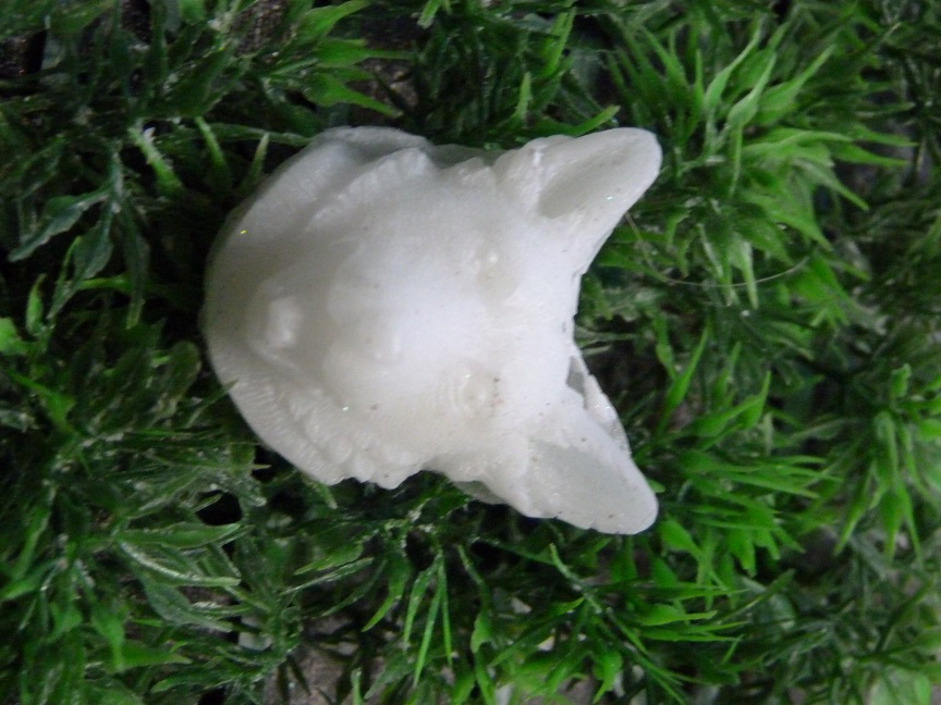 (image for) Bordercollie Zeepje